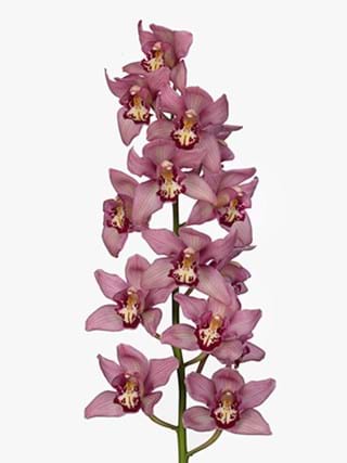 Cymbidium Cyntia
