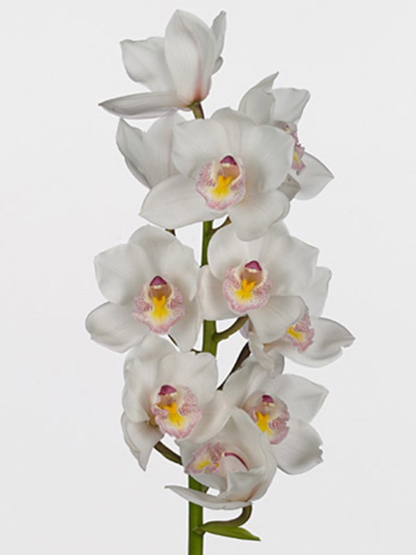 Cymbidium Dynasty