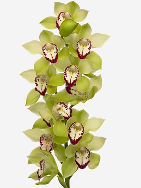 Cymbidium Green