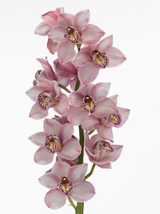 Cymbidium Lita