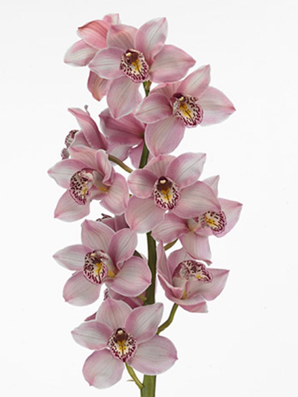 Cymbidium Lita