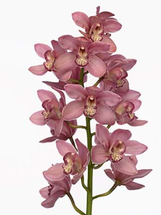 Cymbidium Magic Kiwi