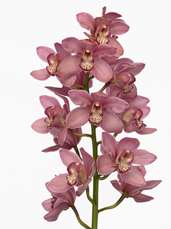 Cymbidium Magic Kiwi