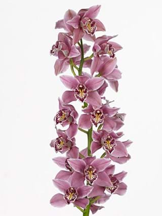 Cymbidium Sky Scanner