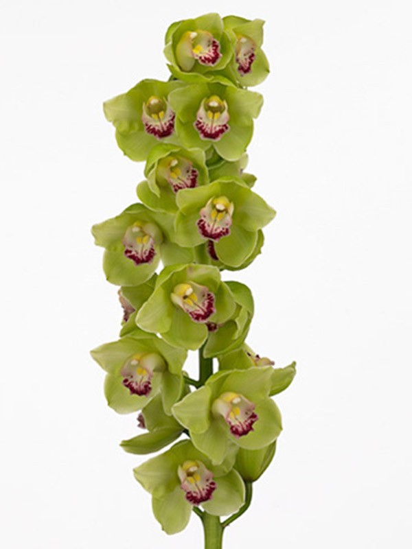 Cymbidium Suprise