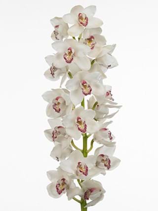 Cymbidium Vanity
