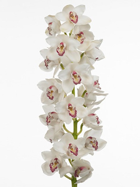 Cymbidium Vanity