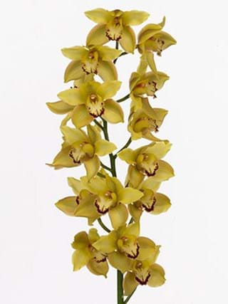 Cymbidium Yellow