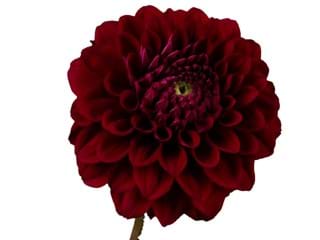 Ντάλια Ball Black