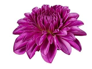 Ντάλια Catrouch