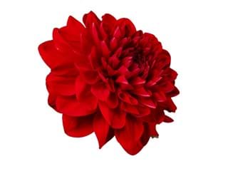 Ντάλια Contesa