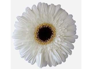 Gerbera Dalma