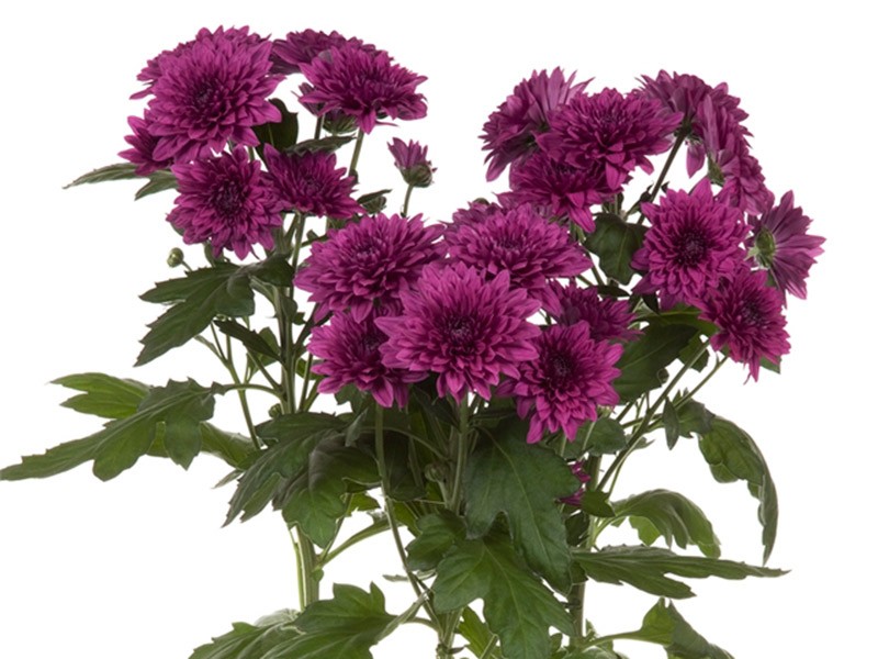 Χρυσάνθεμα Dante Purple