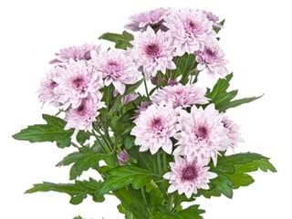 Χρυσάνθεμα Dante