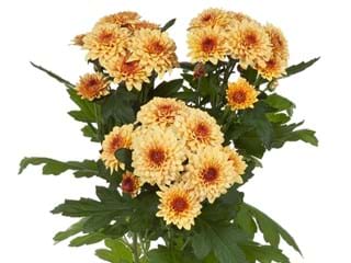 Χρυσάνθεμα Dante Yellow