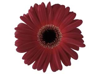 Gerbera Dark Diamont