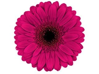 Ζέρμπερες Dazzling