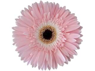 Gerbera Diablo