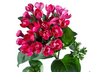 Βουβάρδια Diamont Bordeaux