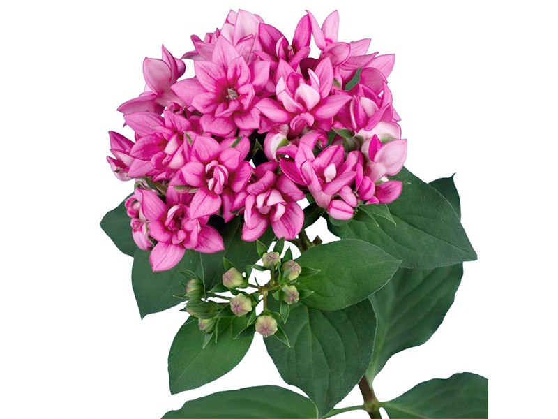 Βουβάρδια Diamont Lilac