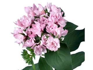 Βουβάρδια Diamont Marit