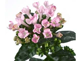 Βουβάρδια Diamont Nicol