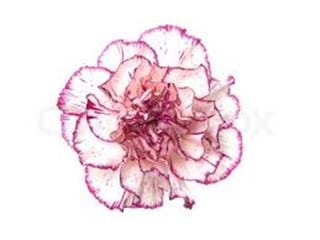 Γαρύφαλλα Giava