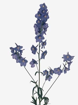 Delphinium Dievera