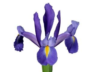 Iris Discovery