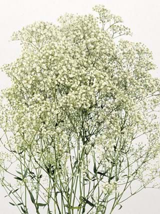 Gypsophila Double Time