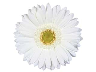 Ζέρμπερες Dressing