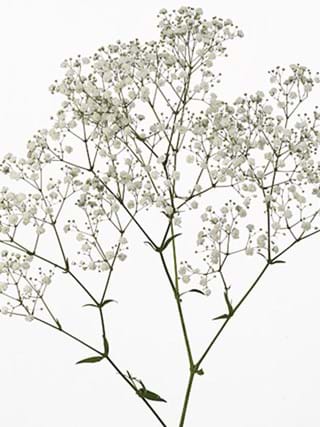 Gypsophila Dynamic Love