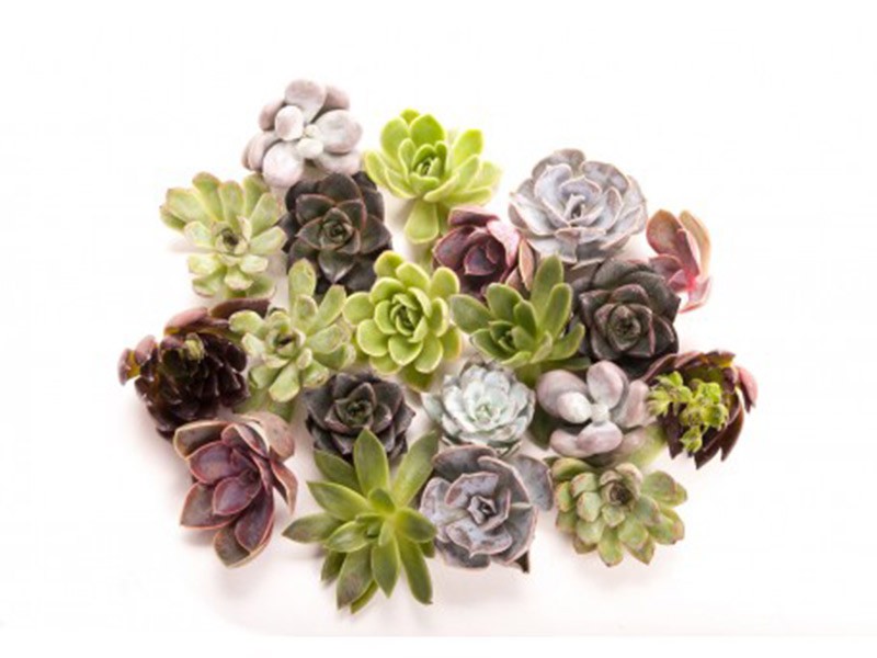 Echeveria Chinencis