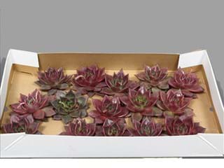 Εχεβέρια Taurus