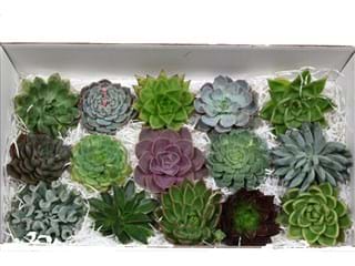 Εχεβέρια Mix