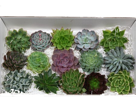 Echeveria Mix