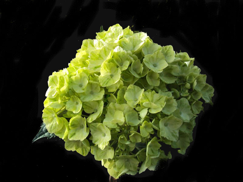 Ορτανσία Emerald Green