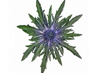 Eryngium Orion
