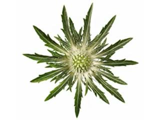Eryngium Sirius