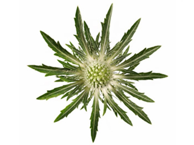 Eryngium Sirius