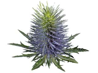 Eryngium Supernova