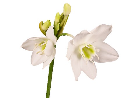 Eucharis