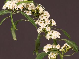 Εφόρμπια White