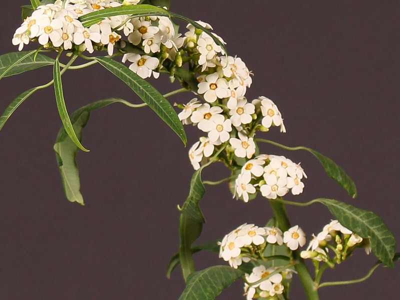 Εφόρμπια White