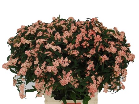 Euphorbia