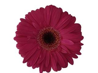 Gerbera Explorer