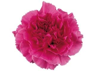 Γαρύφαλλα Farida