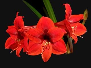 Hippeastrum Ferrari