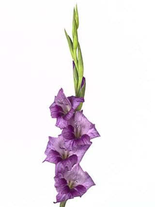 Gladiolus Focus