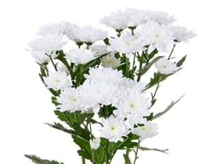 Χρυσάνθεμα Fortune